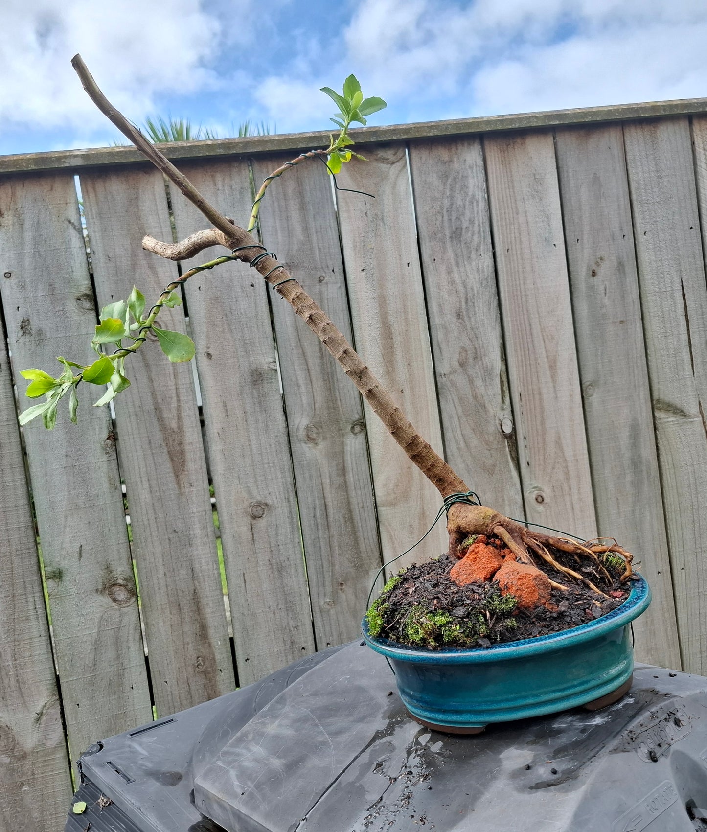 🌿 Shakan (Slanting Style) & Sekijoju (Root-Over-Rock Style) Bonsai 🌿