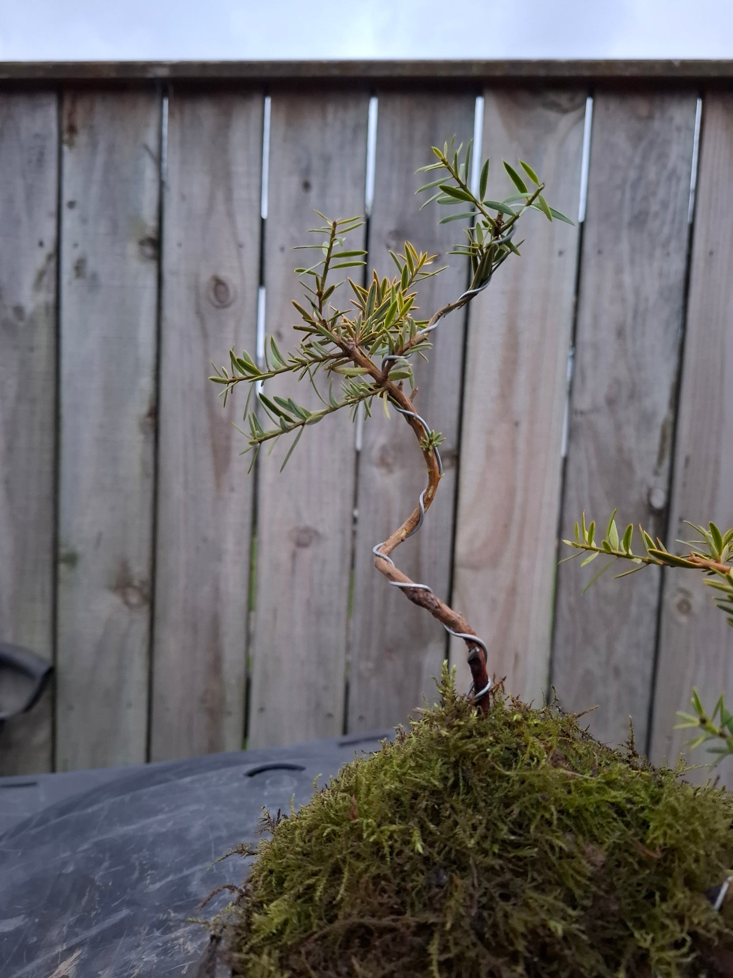 🌿 Podocarpus Totara – Dual Tree Forest Bonsai