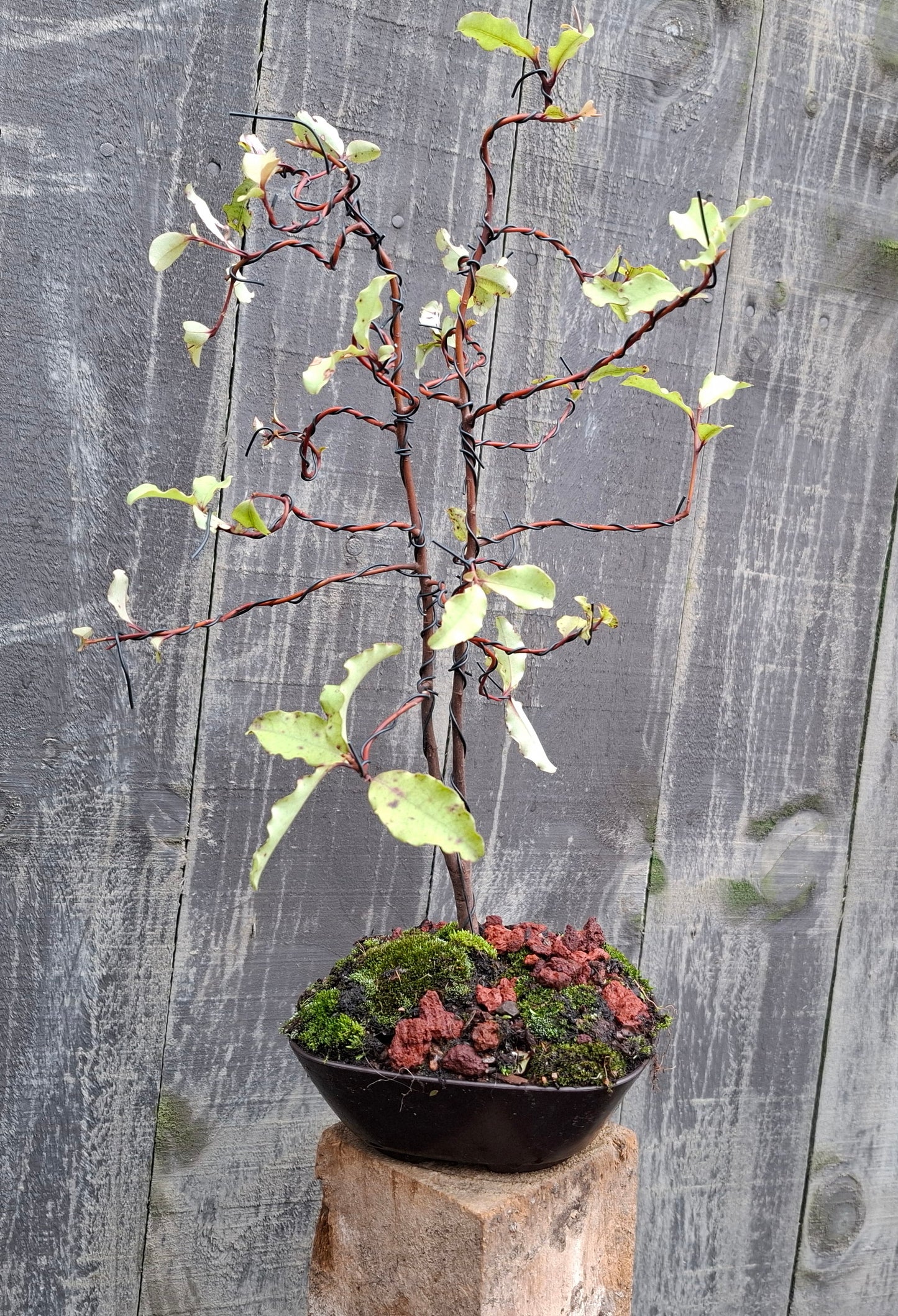 🌳 Sokan style - Tarata Dual Trunk Bonsai 🌳