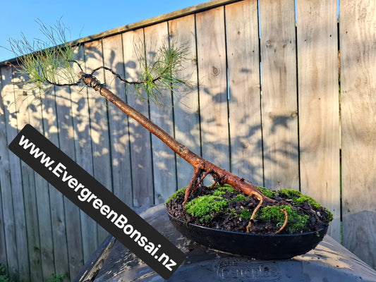 🌿 Windswept Pine Bonsai | Nebari Elegance & Resilient Motion 🌬️