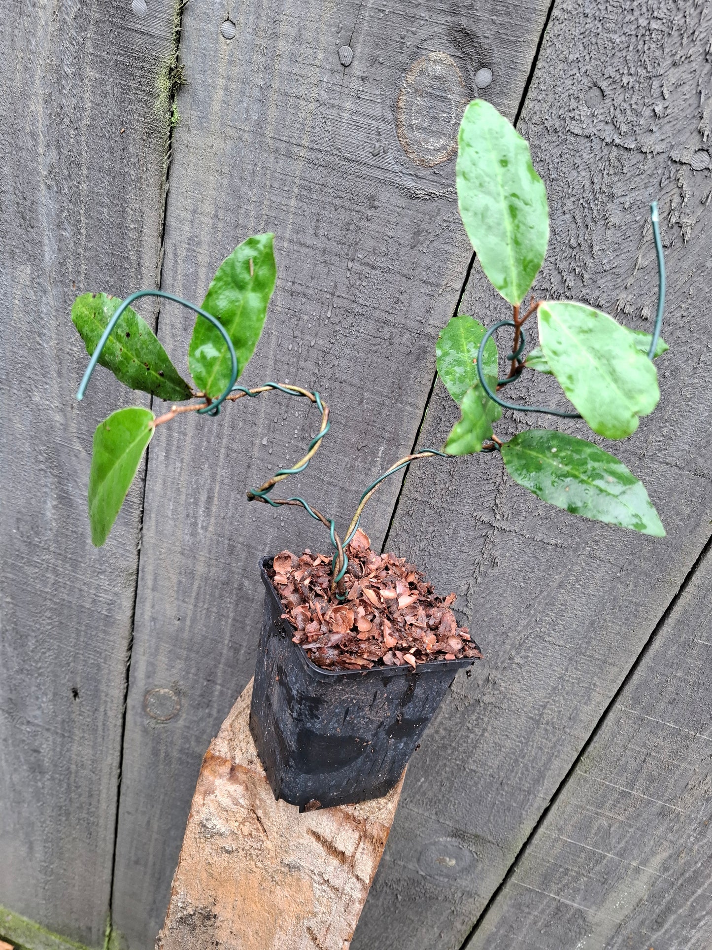 🌿 Hoya archboldiana – Lush & Elegant Indoor Treasure 🌿