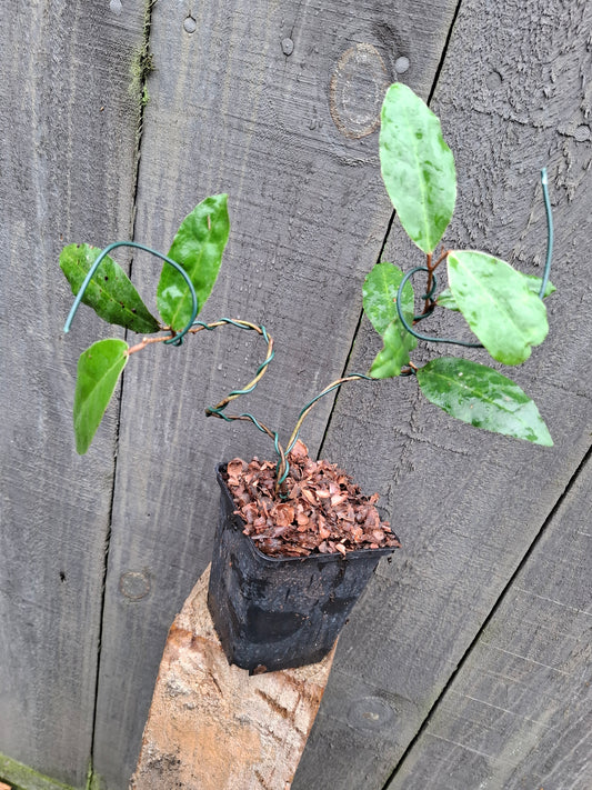 🌿 Hoya archboldiana – Lush & Elegant Indoor Treasure 🌿