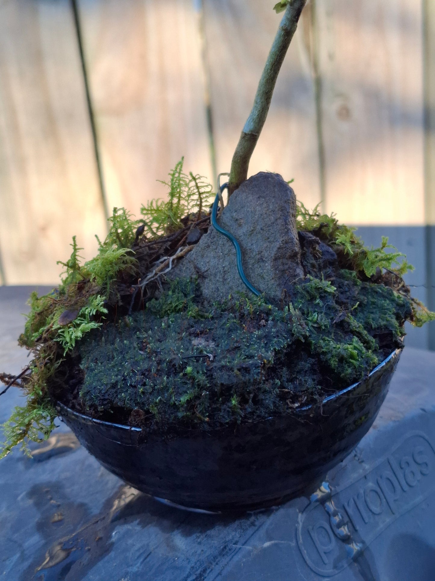 Lacebark (Hoheria populnea)
Root-over-Rock Bonsai
