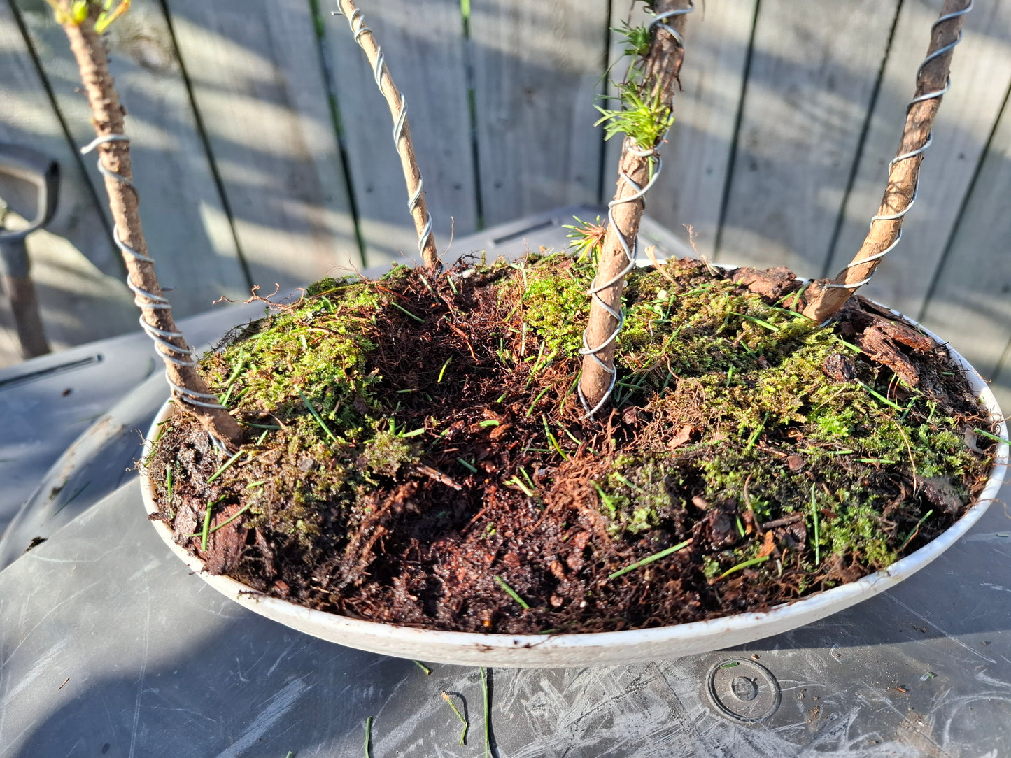 Pine Forest Bonsai (Matsu Bonsai) – A Living Work of Art 🌿