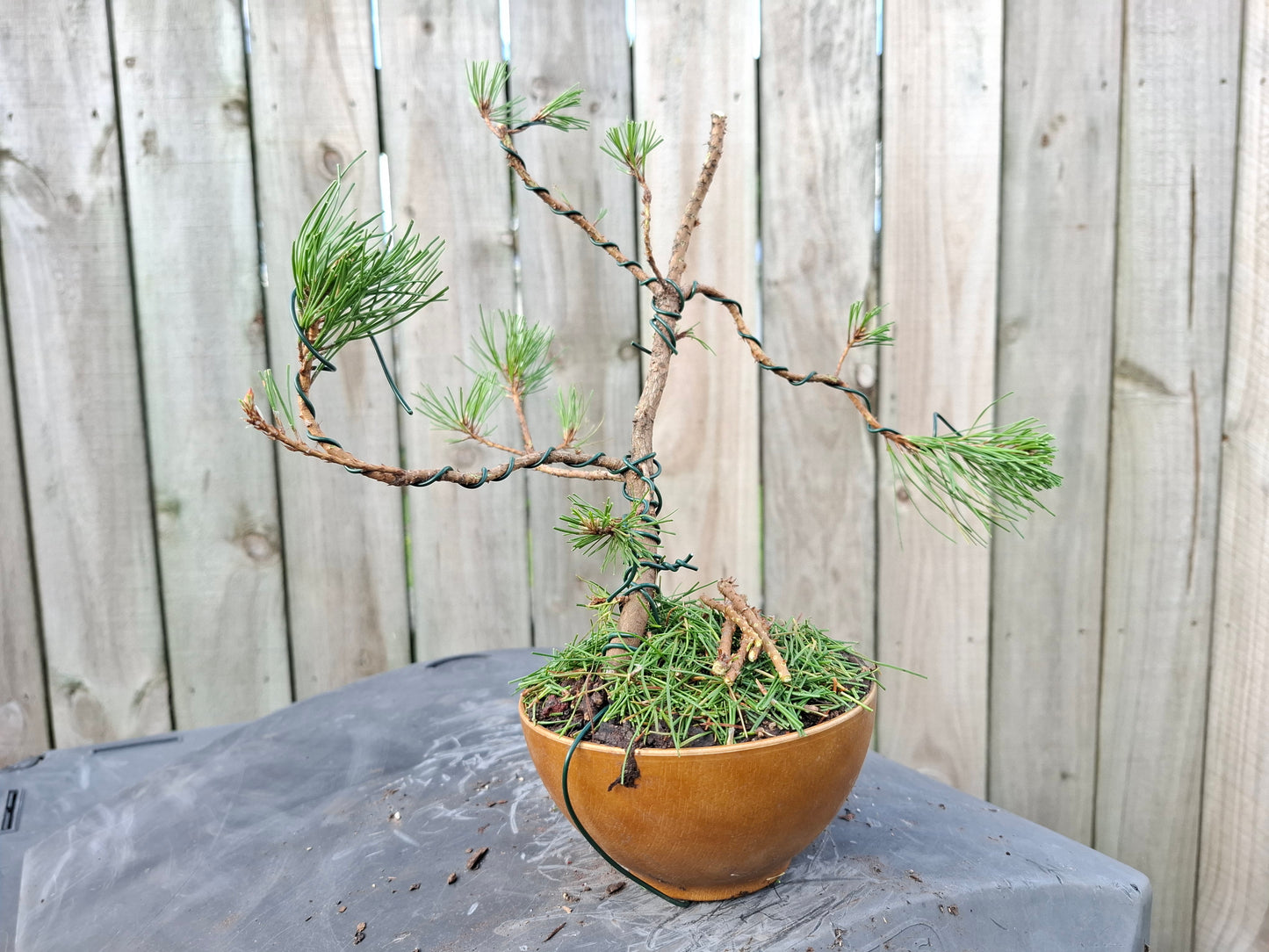 🌲🌲 Ancient Pine - Literati (Bunjin) Style Bonsai | Windswept Elegance & Timeless Resilience 🎨