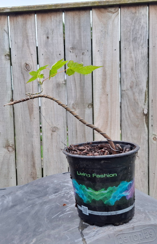 Maple Starter Bonsai – A Journey of Growth & Artistry 🍁