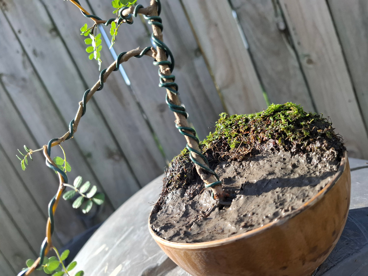 Kowhai Semi-Cascade Bonsai – A Living Masterpiece 🌿