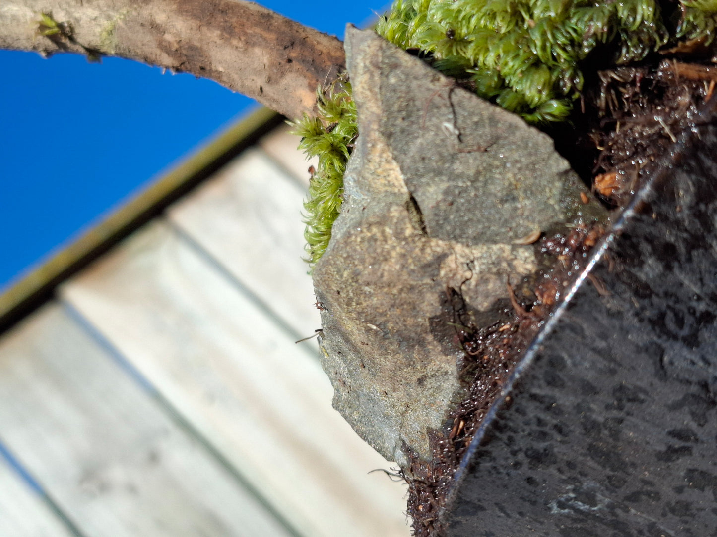 Gnarled trunk with active budding, natural stone anchor, and lush groundcover of Milk Moss
