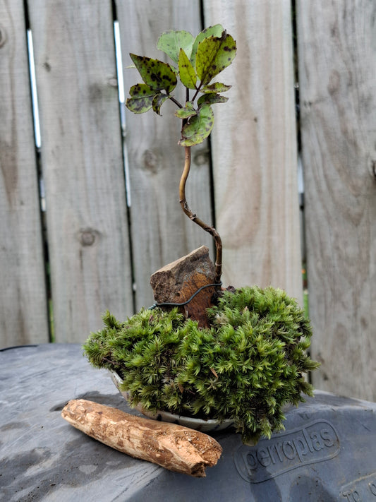 Pseudopanax arboreus (Five Finger)
Bonsai in Half-Broken Japanese Bowl 🥣 🌲