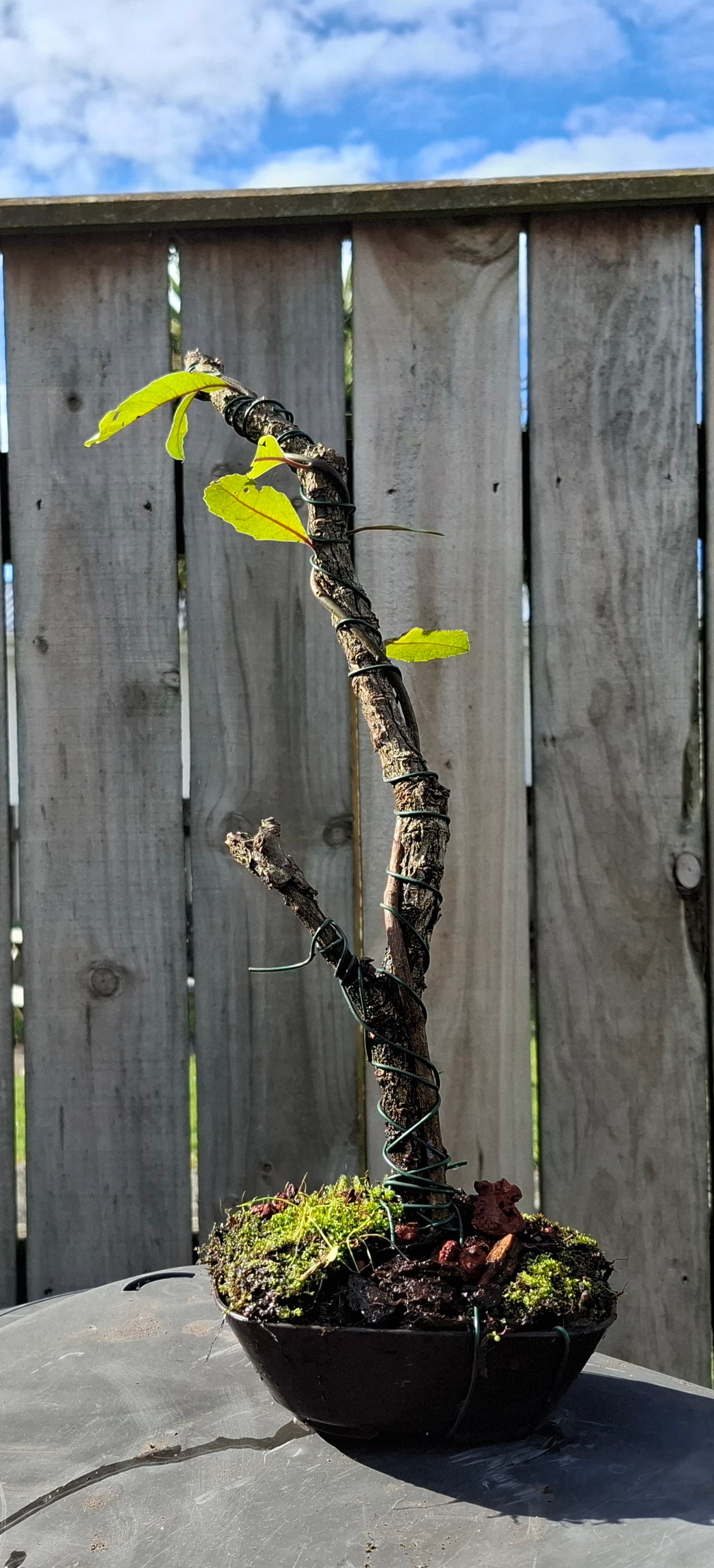 🌿 Tanuki-Style Bonsai – A Fusion of Renewal & Timeless Beauty 🏯