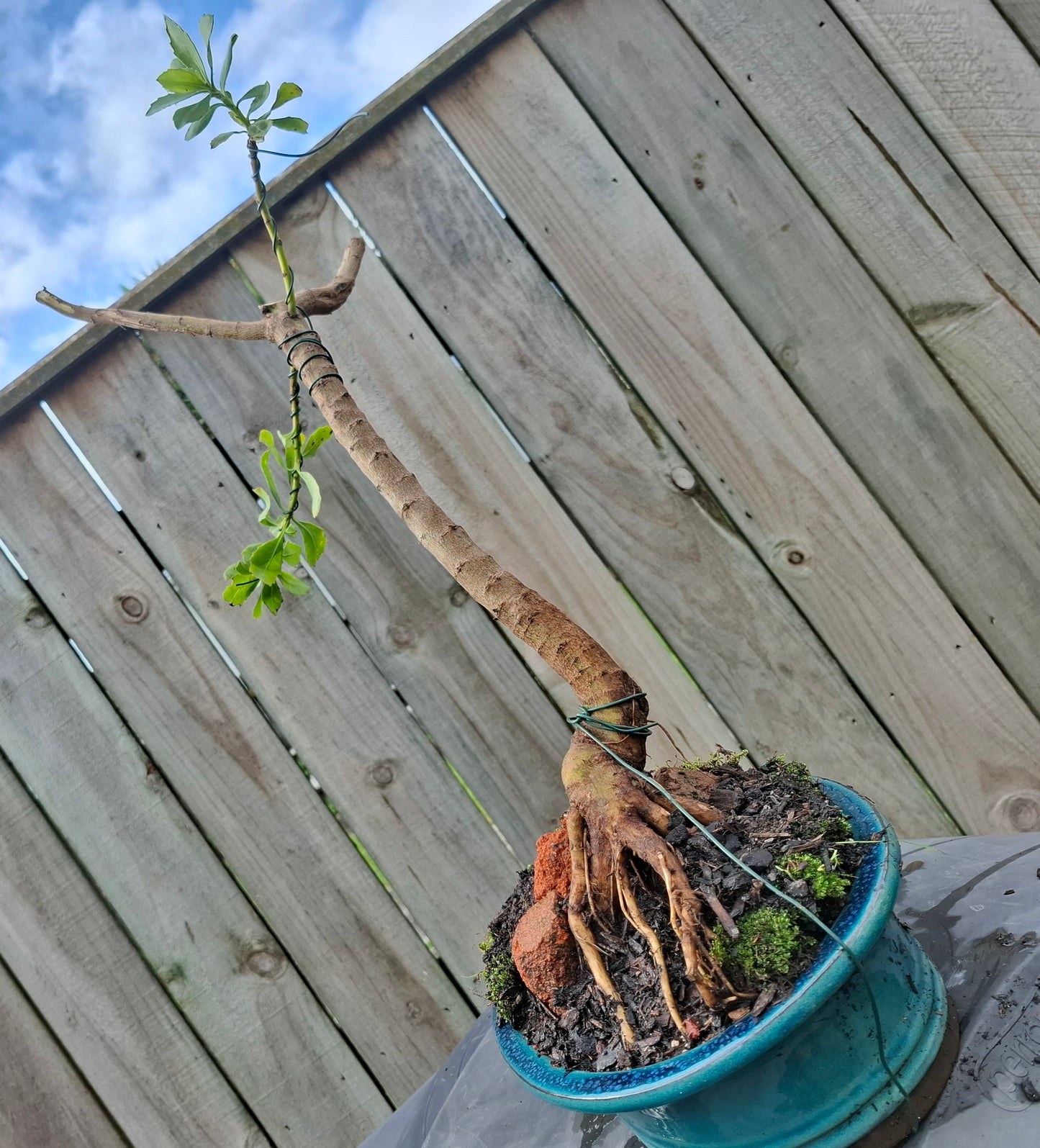 🌿 Shakan (Slanting Style) & Sekijoju (Root-Over-Rock Style) Bonsai 🌿