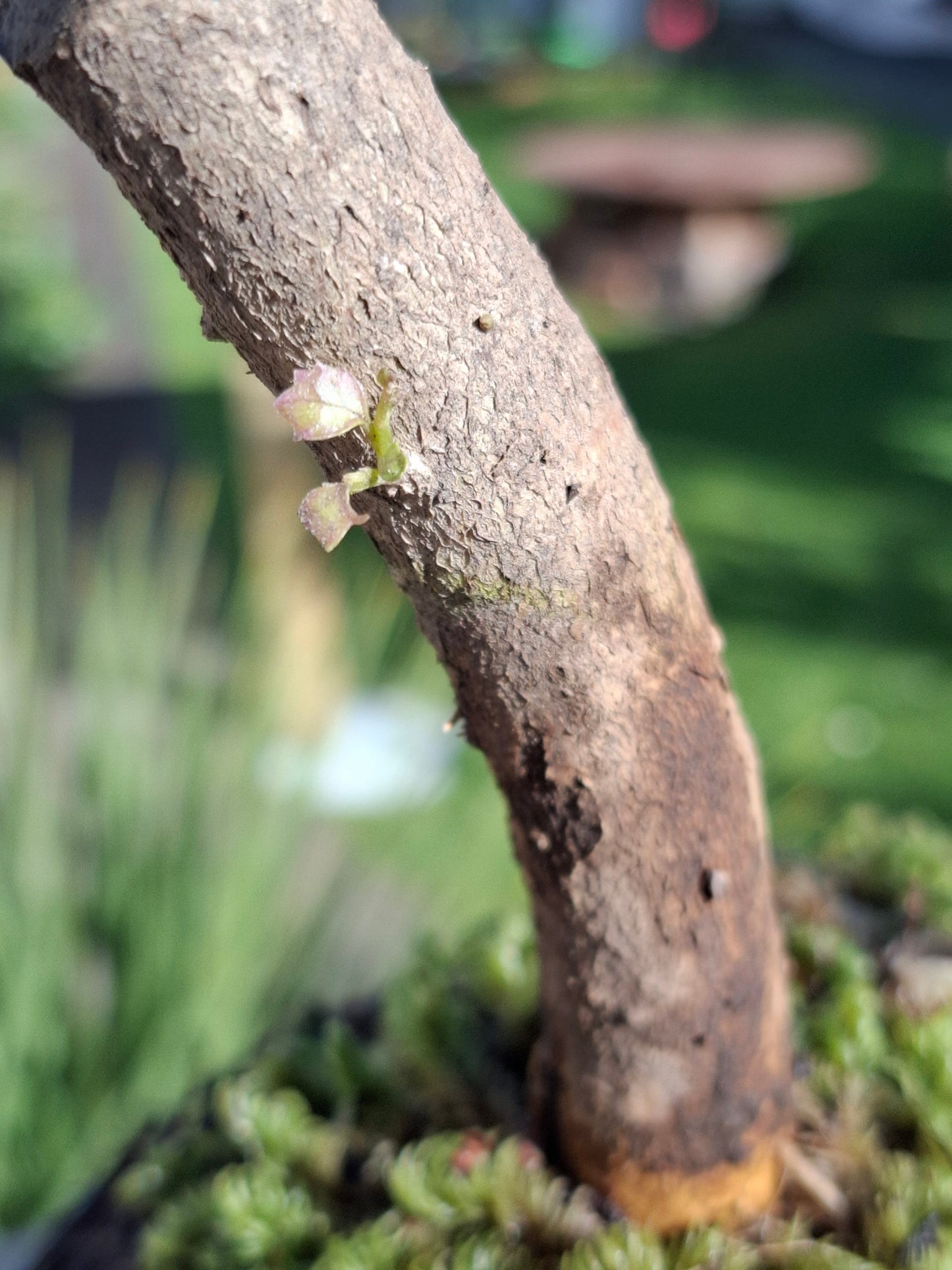 Gnarled trunk with active budding, natural stone anchor, and lush groundcover of Milk Moss