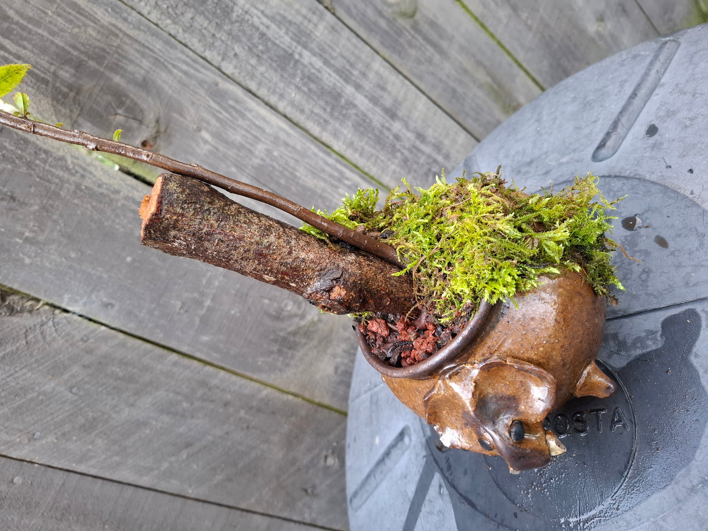 🌲Echoes of the Forest – Literati Bonsai in Glazed Elephant Pot