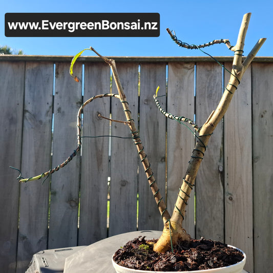 🌴🌴 Sokan (Twin-Trunk) Bonsai with Exposed Root (Nebari) Style 🌿✨