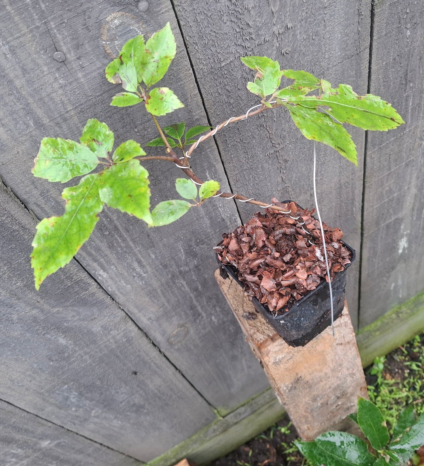 🌿 Pōhuehue (Muehlenbeckia australis) Starter Bonsai – A Tangled Beauty of Native New Zealand 🌿
