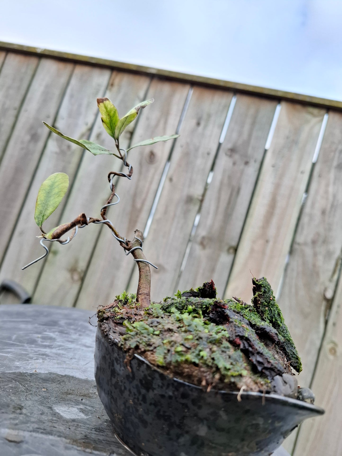 Windswept-Style Bonsai – (Fukinagashi)
Resilience Sculpted in Nature