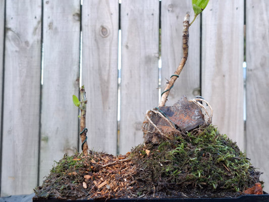 This Mini Forest Karamū (Coprosma robusta) Bonsai