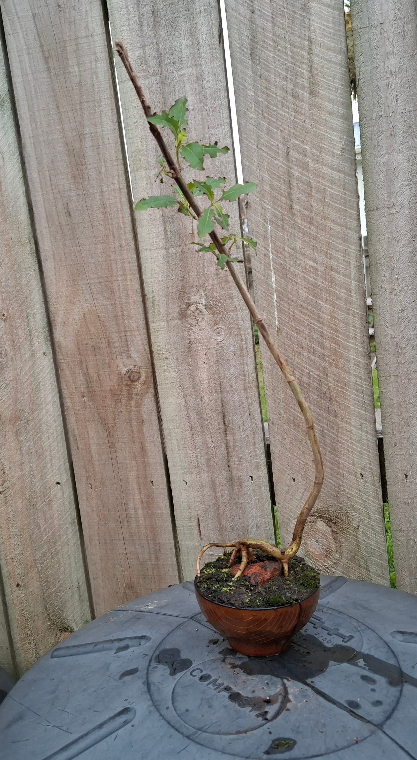 Root-over-Rock Bonsai – The Strength of Nature 🌳🪨