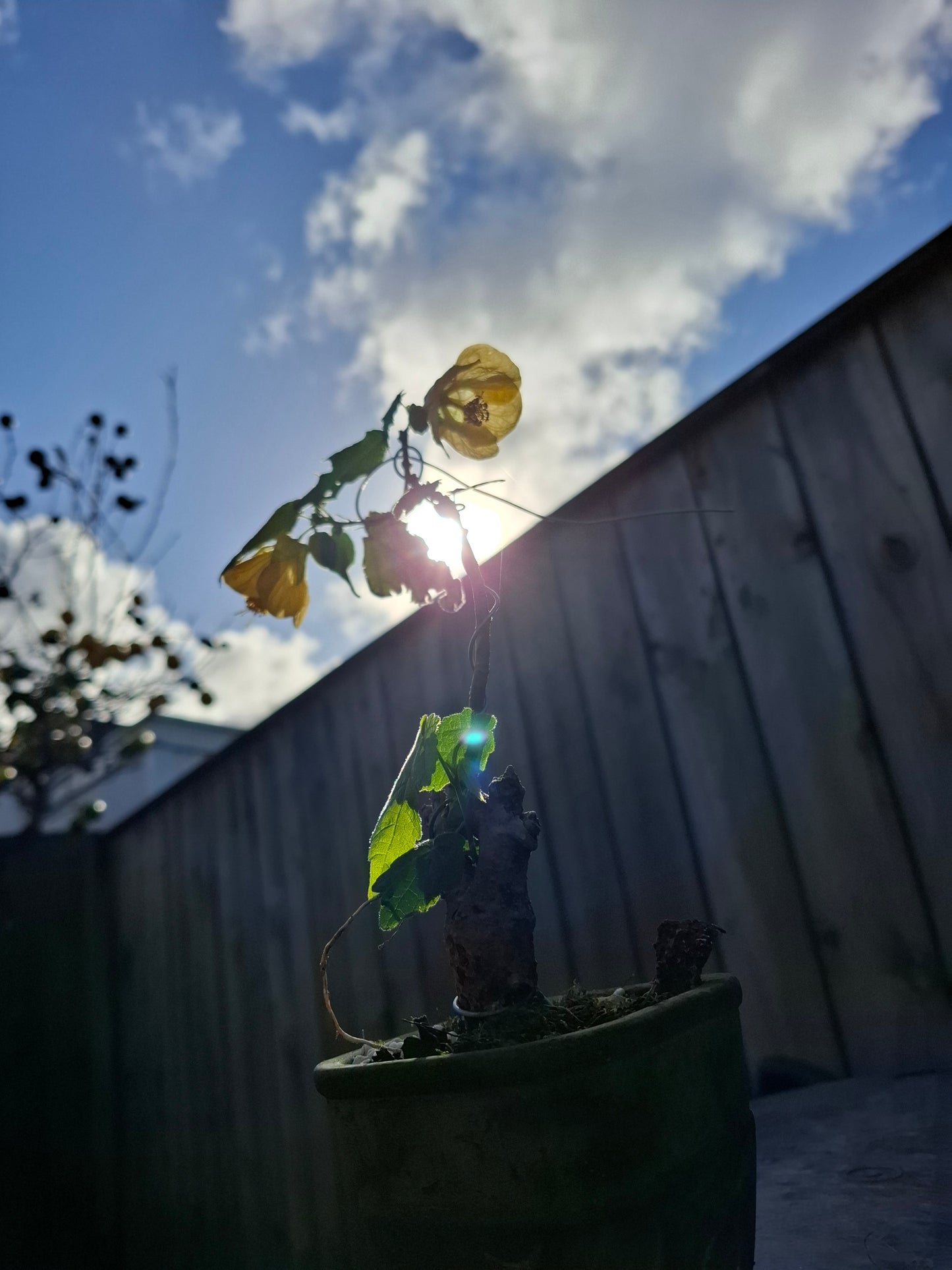 🏵Abutilon Literati Bonsai – Chinese Lantern / Flowering Maple