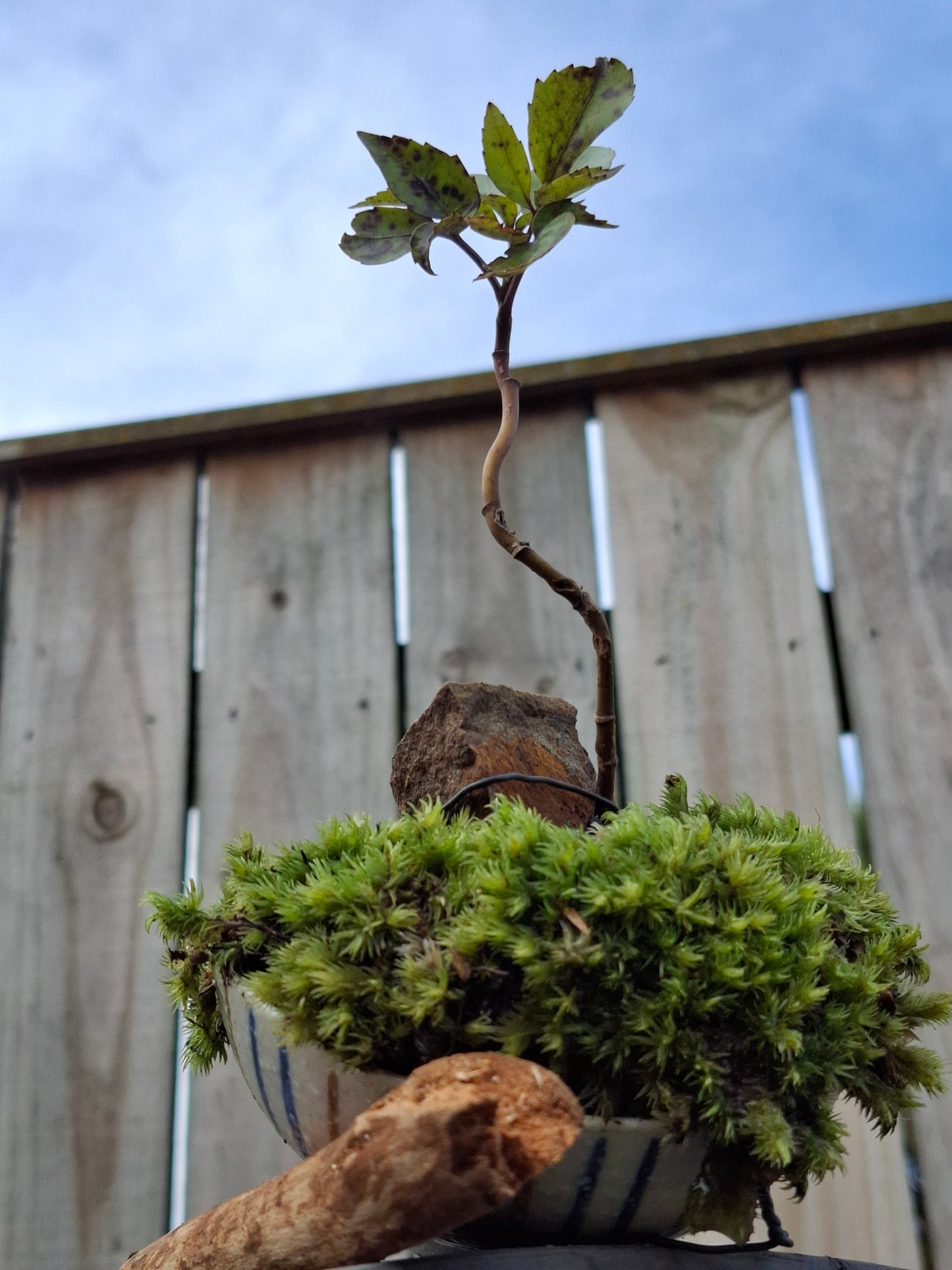 Pseudopanax arboreus (Five Finger)
Bonsai in Half-Broken Japanese Bowl 🥣 🌲