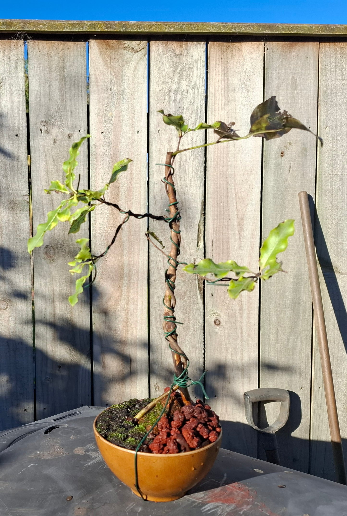 🌿 Tarata Bonsai – Seki-joju & Sokan Fusion 🏯