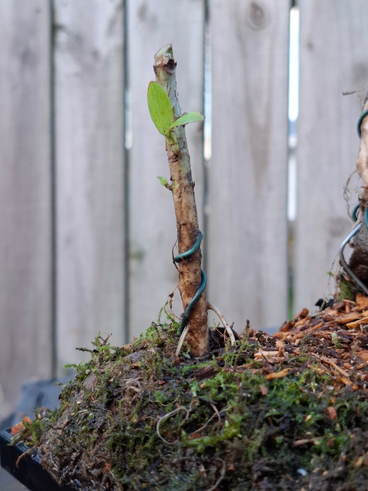 This Mini Forest Karamū (Coprosma robusta) Bonsai