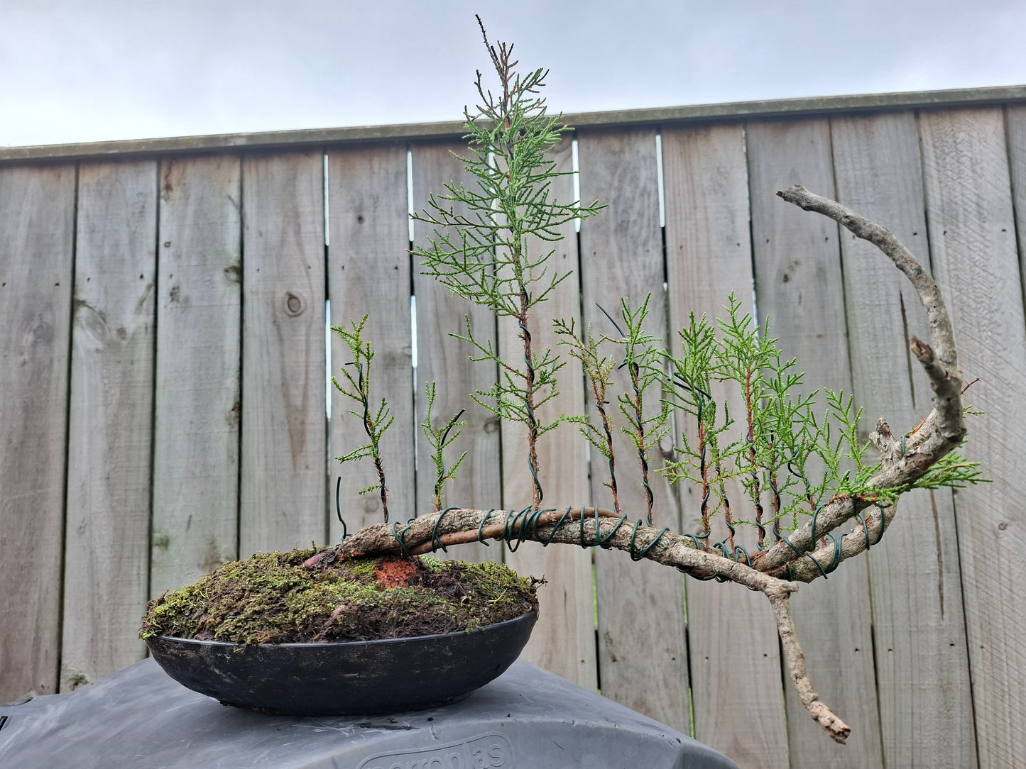 🌿 Pine - Raft-Style (Ikadabuki) & Tanuki Bonsai 🛶
