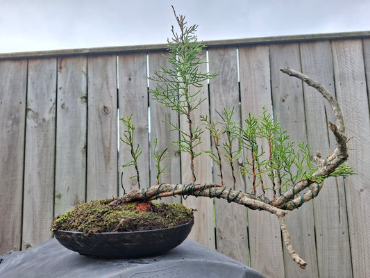 🌿 Pine - Raft-Style (Ikadabuki) & Tanuki Bonsai 🛶