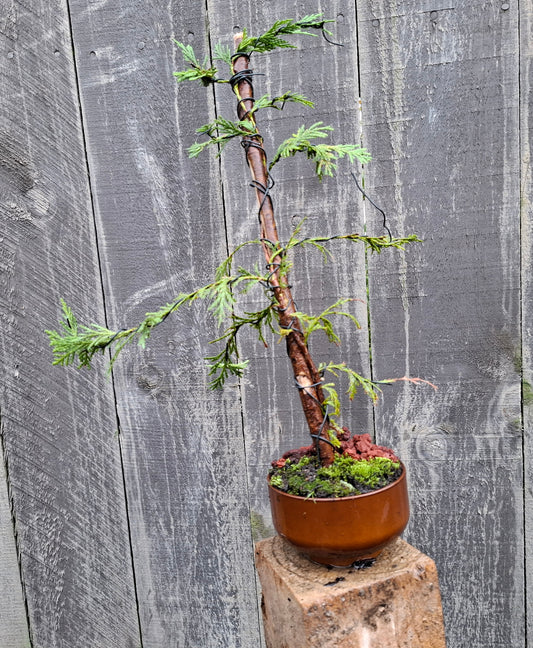 🌿 Cryptomeria Japonica - Tanuki Style Bonsai 🌿