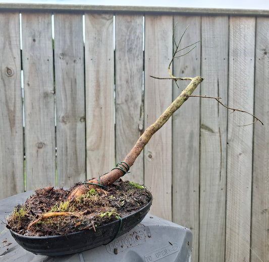 🌿 Windswept (Fukinagashi) Style Bonsai  🌬️