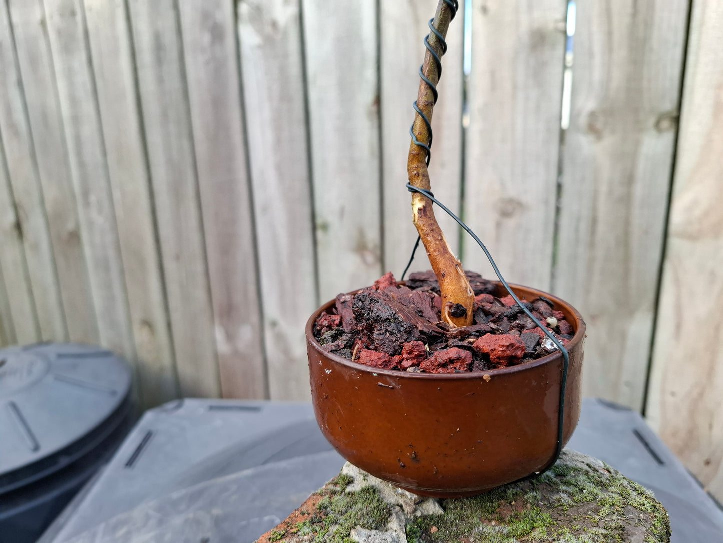 🌿 Bonsai Starter – Literati Style 🌿