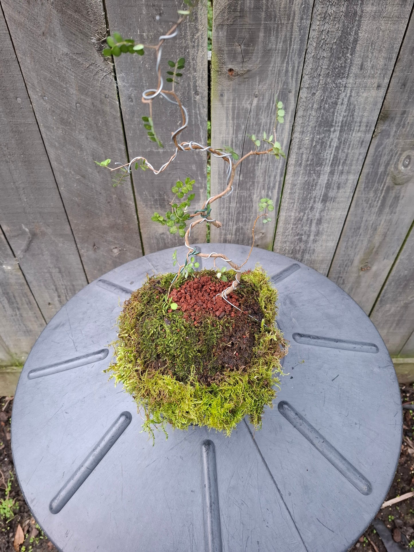 🌿 Literati-Style Kowhai Bonsai – Volcanic Moss Ball Edition