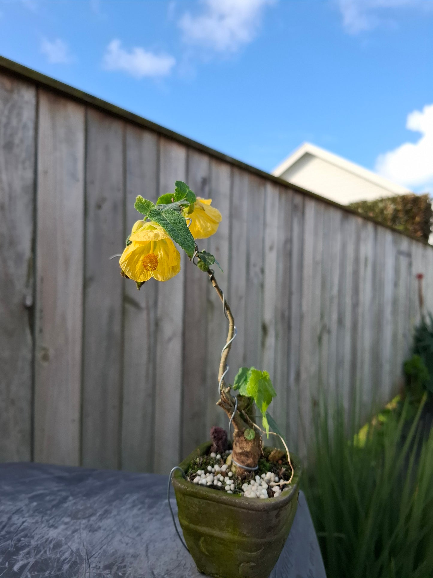 🏵Abutilon Literati Bonsai – Chinese Lantern / Flowering Maple