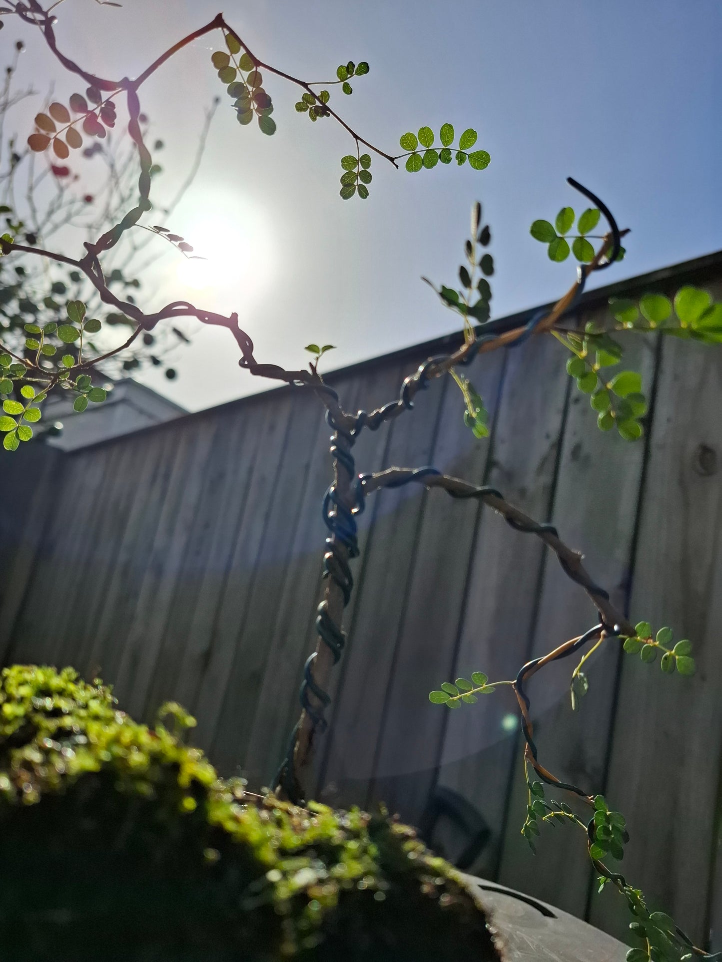 Kowhai Semi-Cascade Bonsai – A Living Masterpiece 🌿