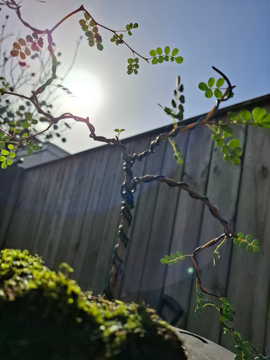 Kowhai Semi-Cascade Bonsai – A Living Masterpiece 🌿