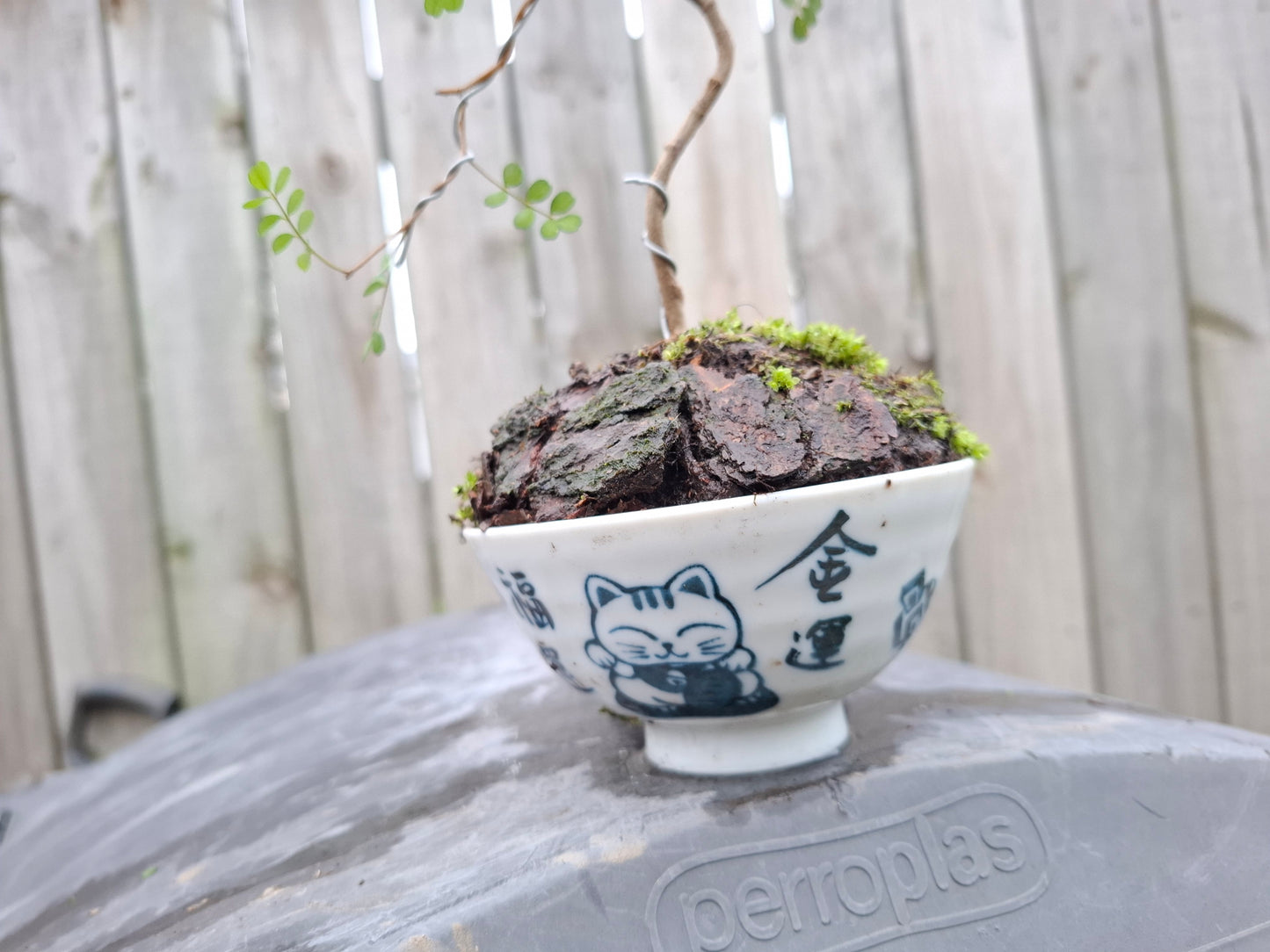 Kowhai Literati Bonsai – Grace in Every Curve 🌴🌿