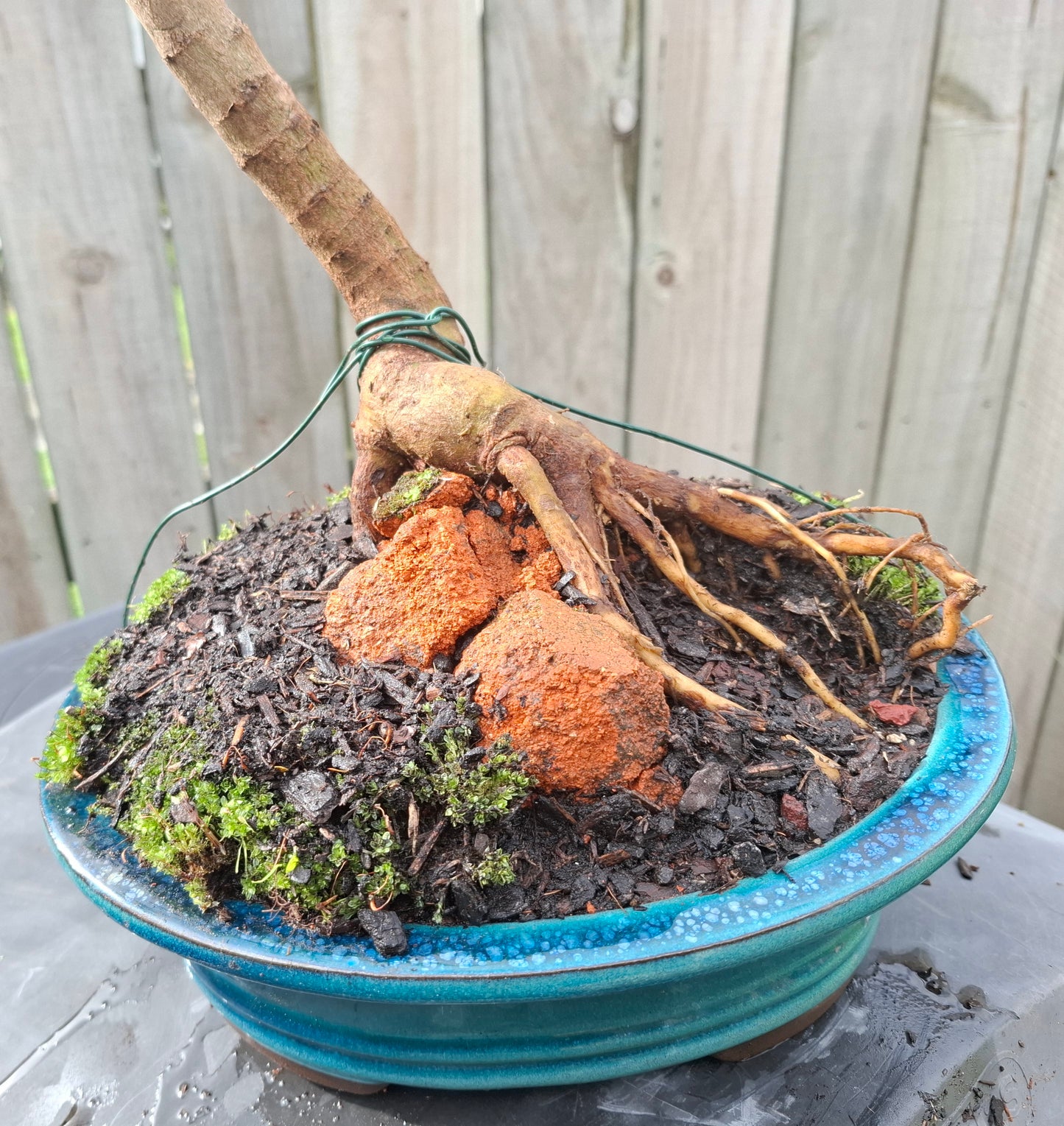 🌿 Shakan (Slanting Style) & Sekijoju (Root-Over-Rock Style) Bonsai 🌿