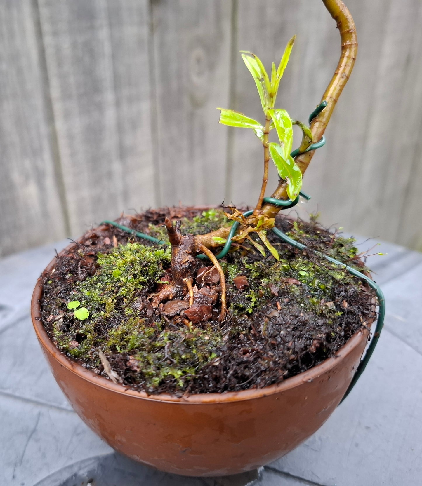 🎨 Discover the Art of Moyogi Bonsai—A Natural, Elegant Masterpiece 🌿✨