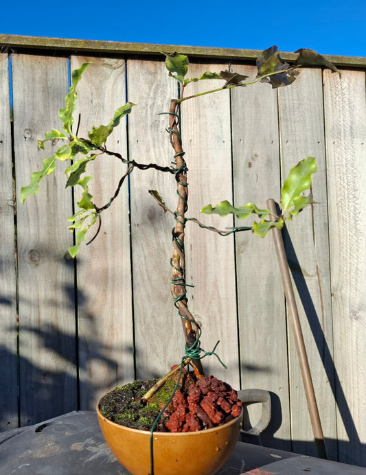🌿 Tarata Bonsai – Seki-joju & Sokan Fusion 🏯