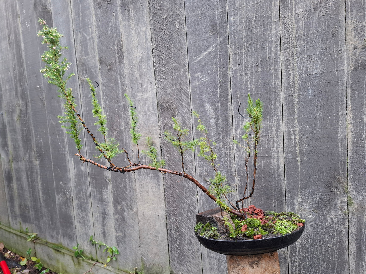 🌿 Mānuka - Raft-Style Bonsai (Ikadabuki) 🛶