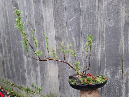 🌿 Mānuka - Raft-Style Bonsai (Ikadabuki) 🛶