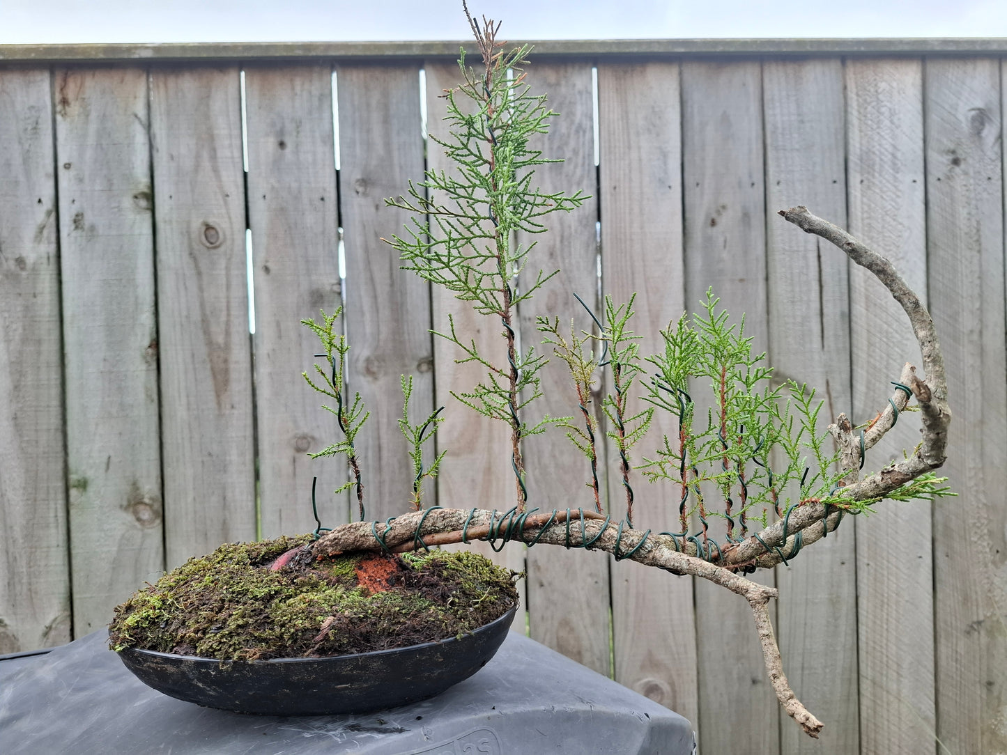 🌿 Pine - Raft-Style (Ikadabuki) & Tanuki Bonsai 🛶