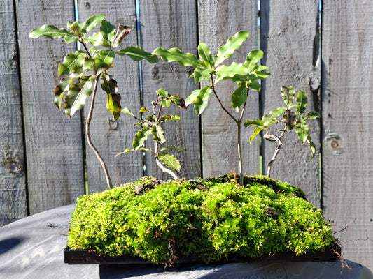 🌿 Tarata (Lemonwood) Forest-Style Bonsai