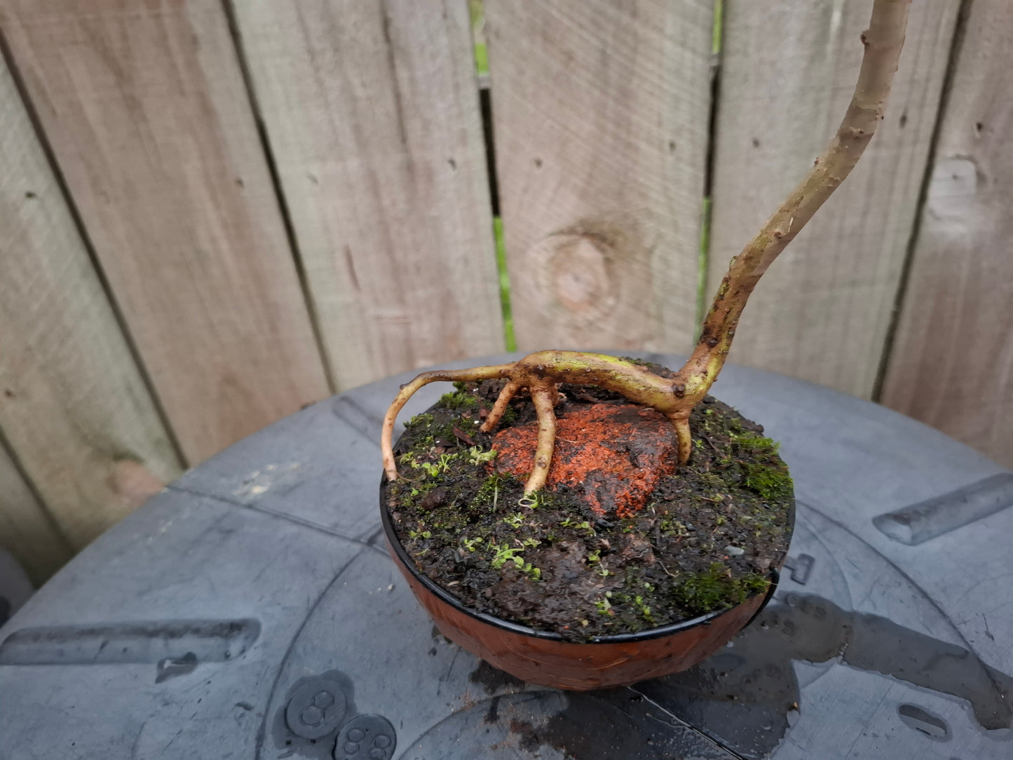 Root-over-Rock Bonsai – The Strength of Nature 🌳🪨