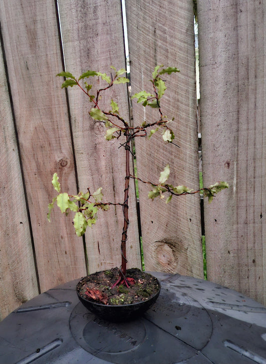 🌿 Tarata Literati-style Bonsai 🌿