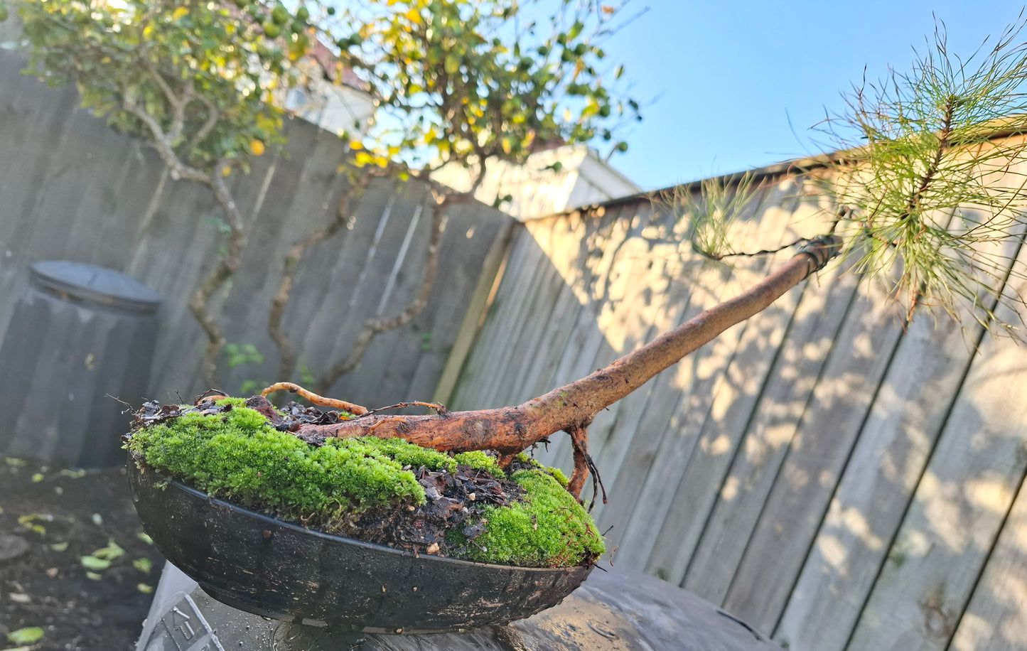 🌿 Windswept Pine Bonsai | Nebari Elegance & Resilient Motion 🌬️