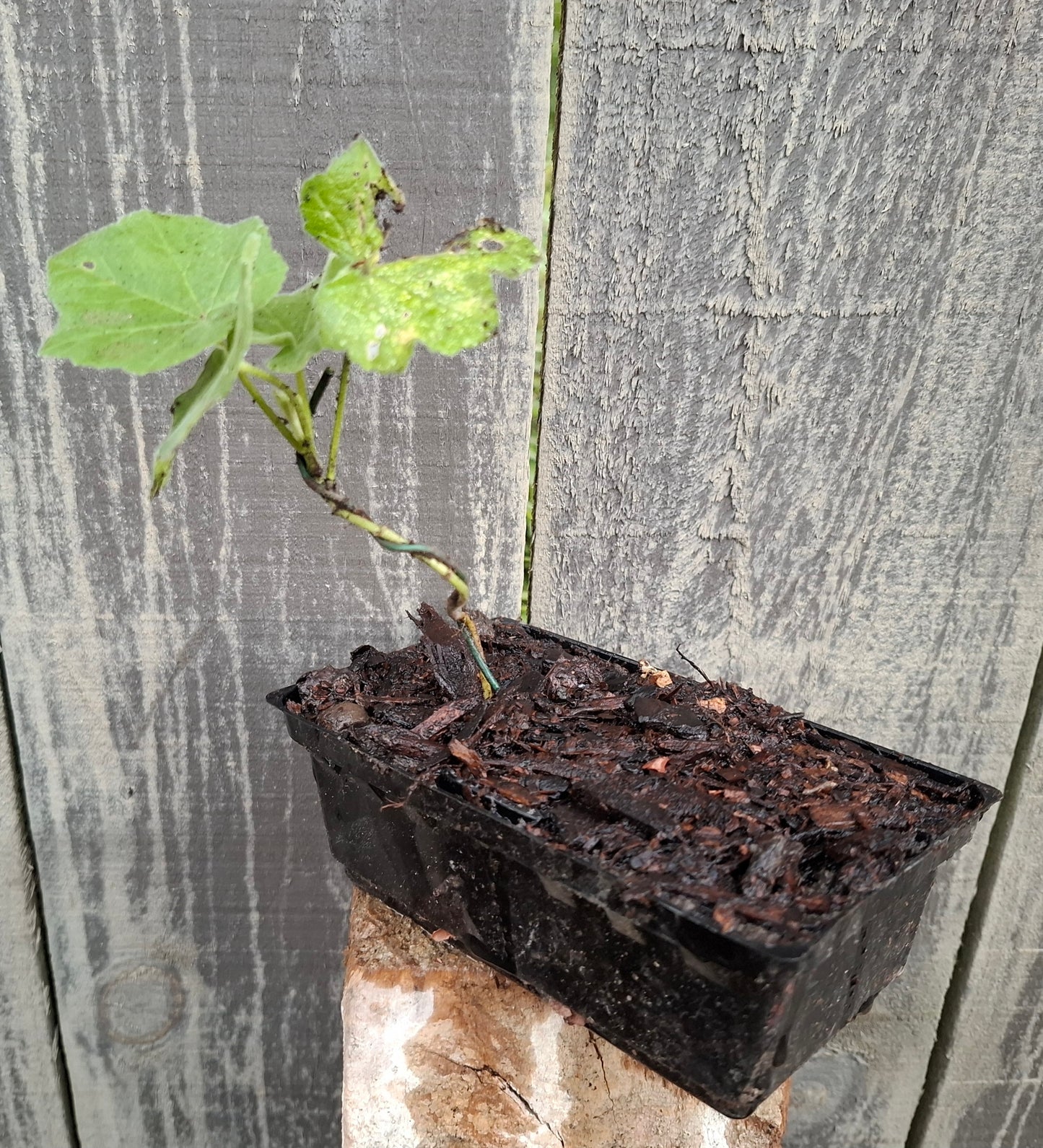 Starter Bonsai – A Perfect Beginning to Your Bonsai Journey! 🌿✨