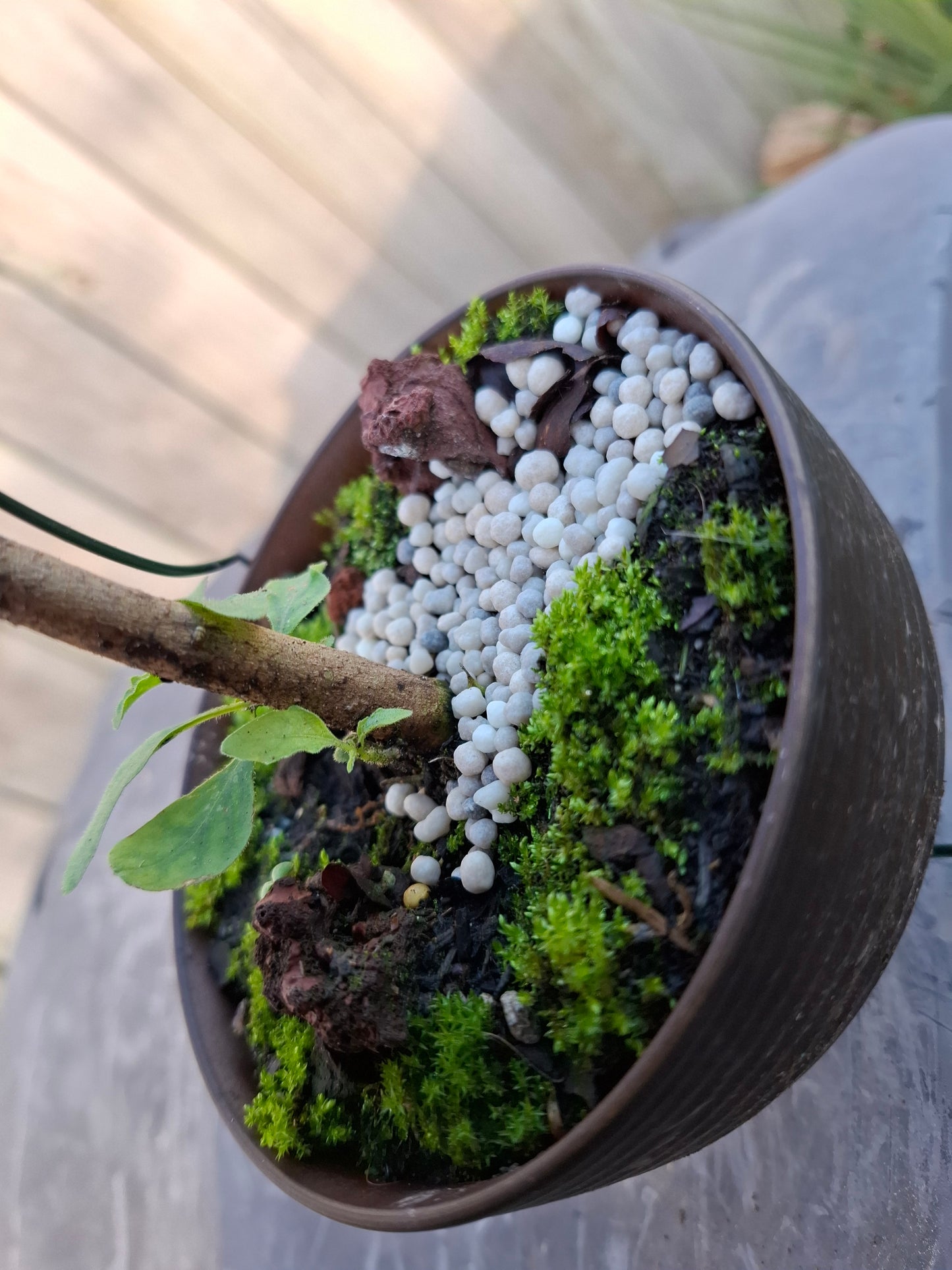🌱 Bonsai Starter – The Beginning of a Timeless Journey 🌱