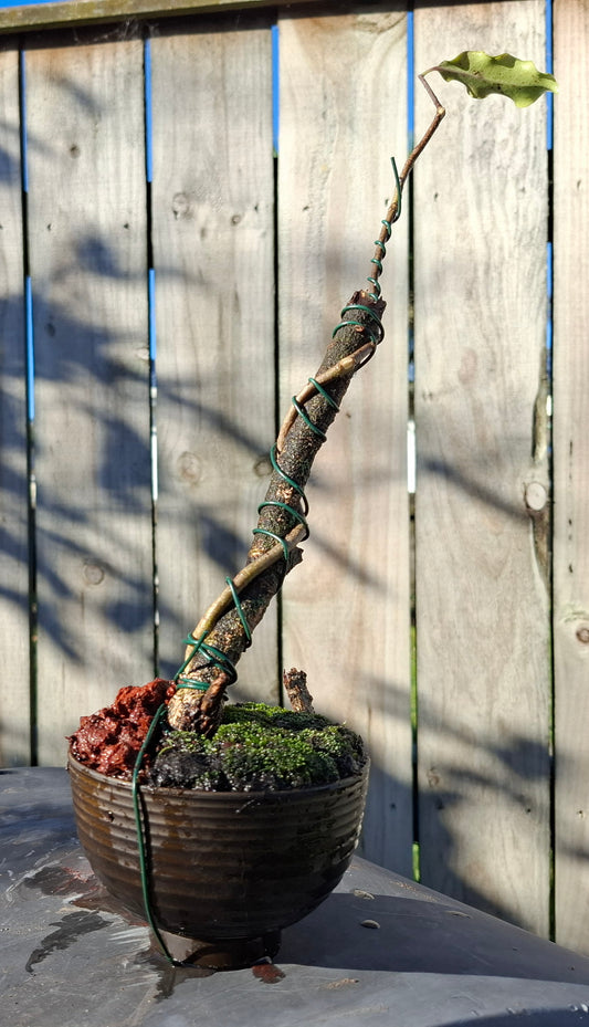 🌿 Tarata Tanuki-Style Bonsai – A Fusion of Resilience & Artistry