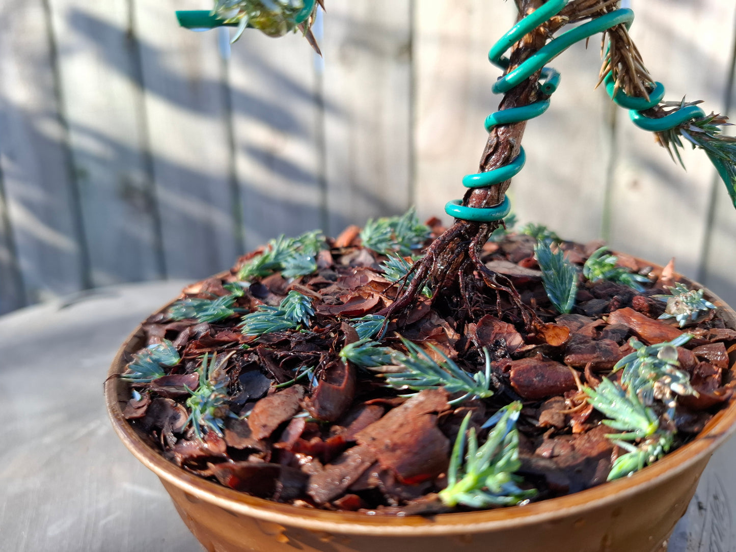 🌿 Japanese Garden Juniper Fukinagashi Bonsai 🌿